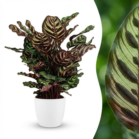 Peacock Plant - Calathea Makoyana - Green - White Pot - Pot 19cm - Height 70cm
