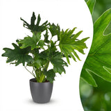 Philodendron Lickety Split - Green - Pot 19cm - Height 70cm
