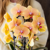 Orange Phalaenopsis Orchid Pot Size Ø12cm | Sunny Bunny | Flowering Houseplant – Fresh from the Grower