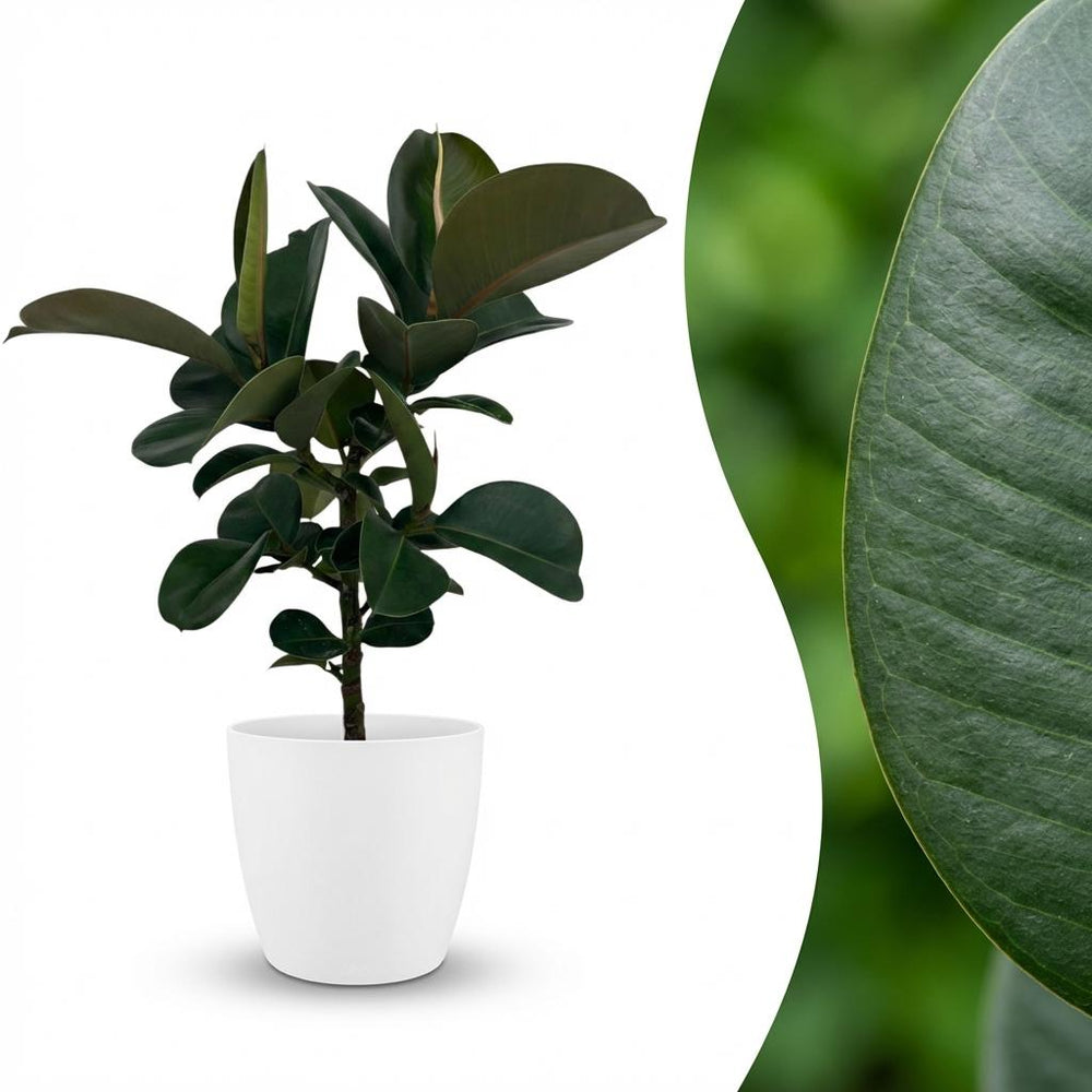 Rubber Plant - Ficus Elastica Cloe  Pot 19cm - Height 65cm