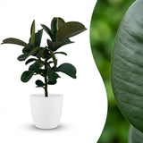 Rubber Plant - Ficus Elastica Cloe  Pot 19cm - Height 65cm