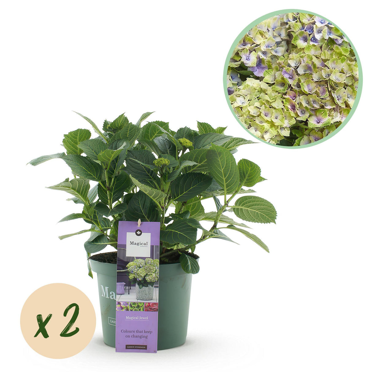 Hydrangea Magical Jewel Blue  x2