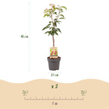 Cherry Tree - Prunus avium Regina - Red Cherry