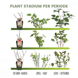 3x BIO Strawberry plants set