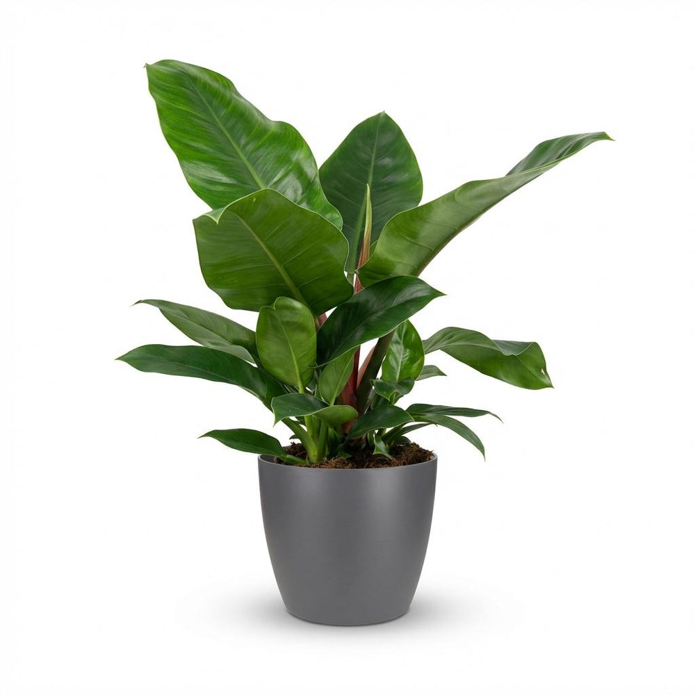 Philodendron - Philodendron Imperial Green - Topf 19cm - Höhe 65cm