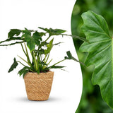 Philodendron - Philodendron Lacerum - Pot 19cm - Height 65cm