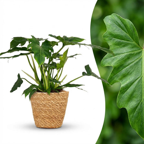 Philodendron - Philodendron Lacerum - Pot 19cm - Height 65cm