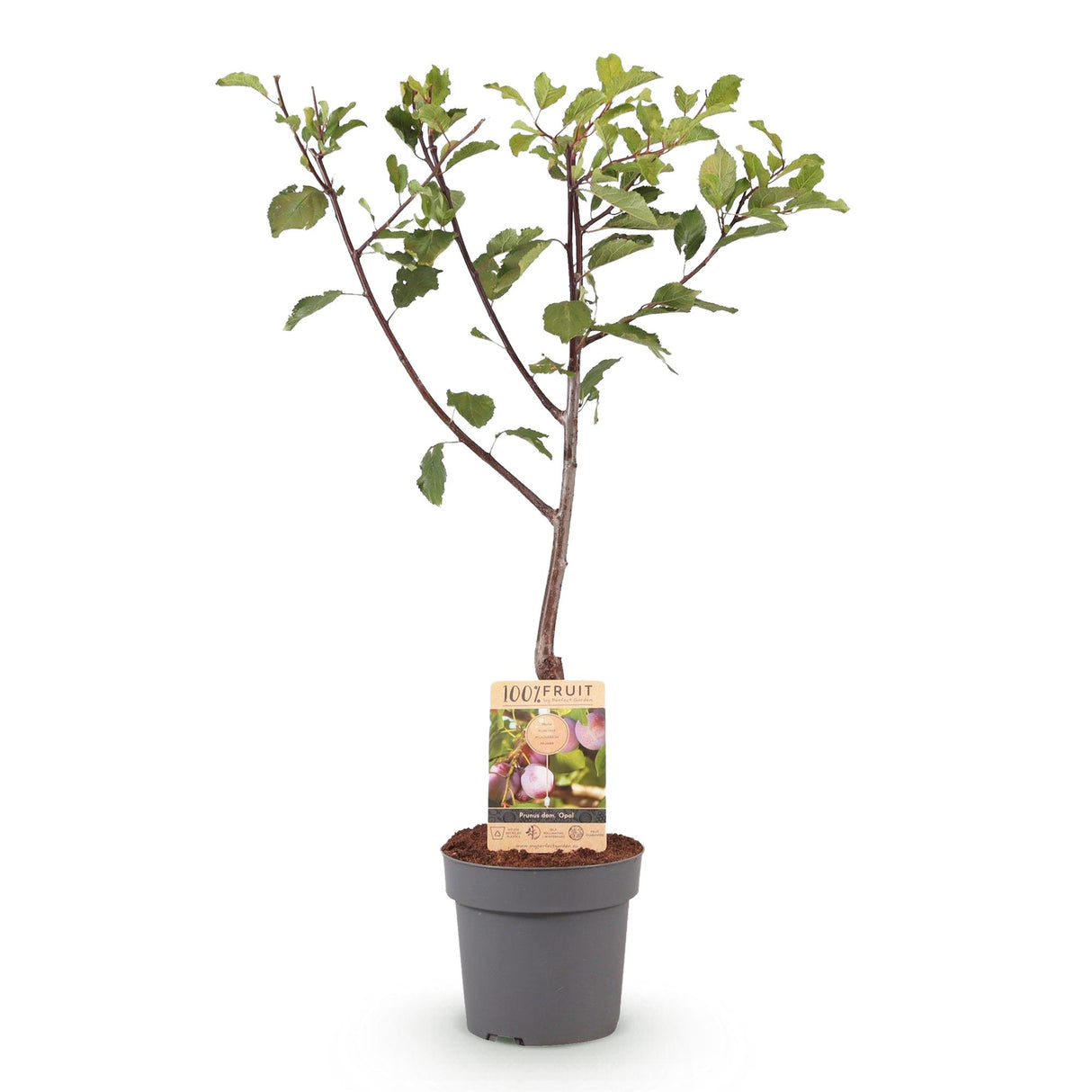 Plum tree - Prunus domestica Opal - Yellow Red Fruit