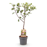 Plum tree - Prunus domestica Opal - Yellow Red Fruit