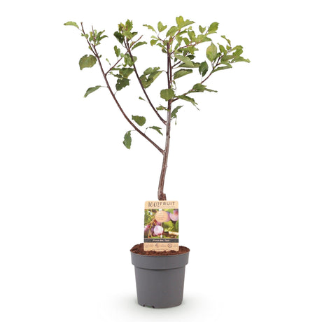 Plum tree - Prunus domestica Opal - Yellow Red Fruit