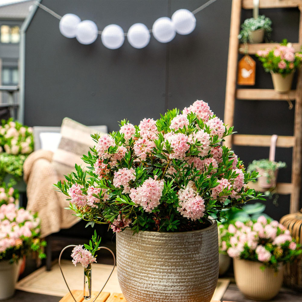 Zwerg-Rhododendron - Rhododendron Bloombux Light Pink - Blühende Buxus - Wenig Pflege - Hellrosa Blüte - 3 Pflanzen - Topf 10,5cm - Höhe 20-25cm