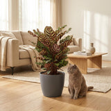 Peacock Plant - Calathea Makoyana - Green - 1 Plant - Pot 19cm - Height 70cm