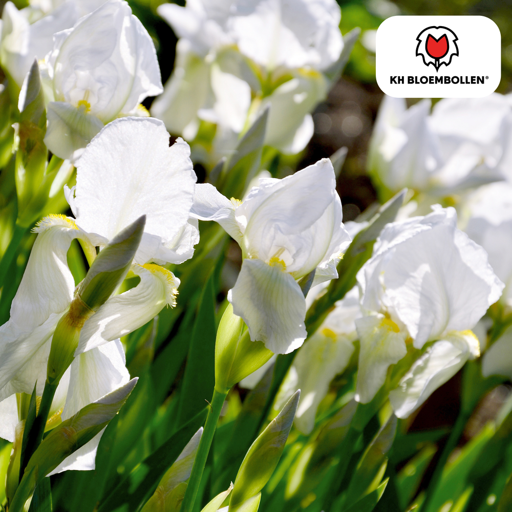 Iris Alaska 25 stuks