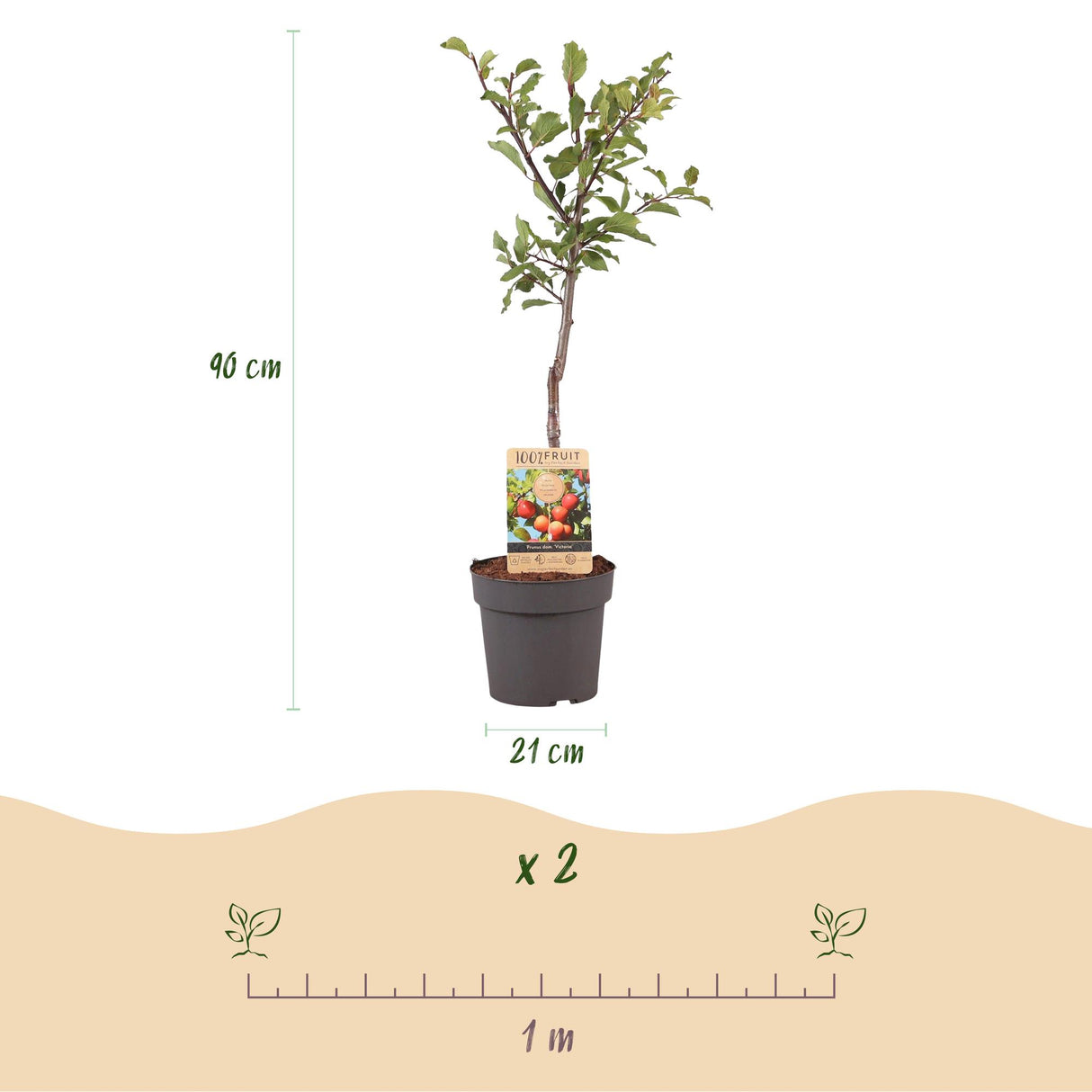 Plum Tree - Prunus domestica 'Victoria' - Red Plum