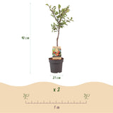 Plum Tree - Prunus domestica 'Victoria' - Red Plum