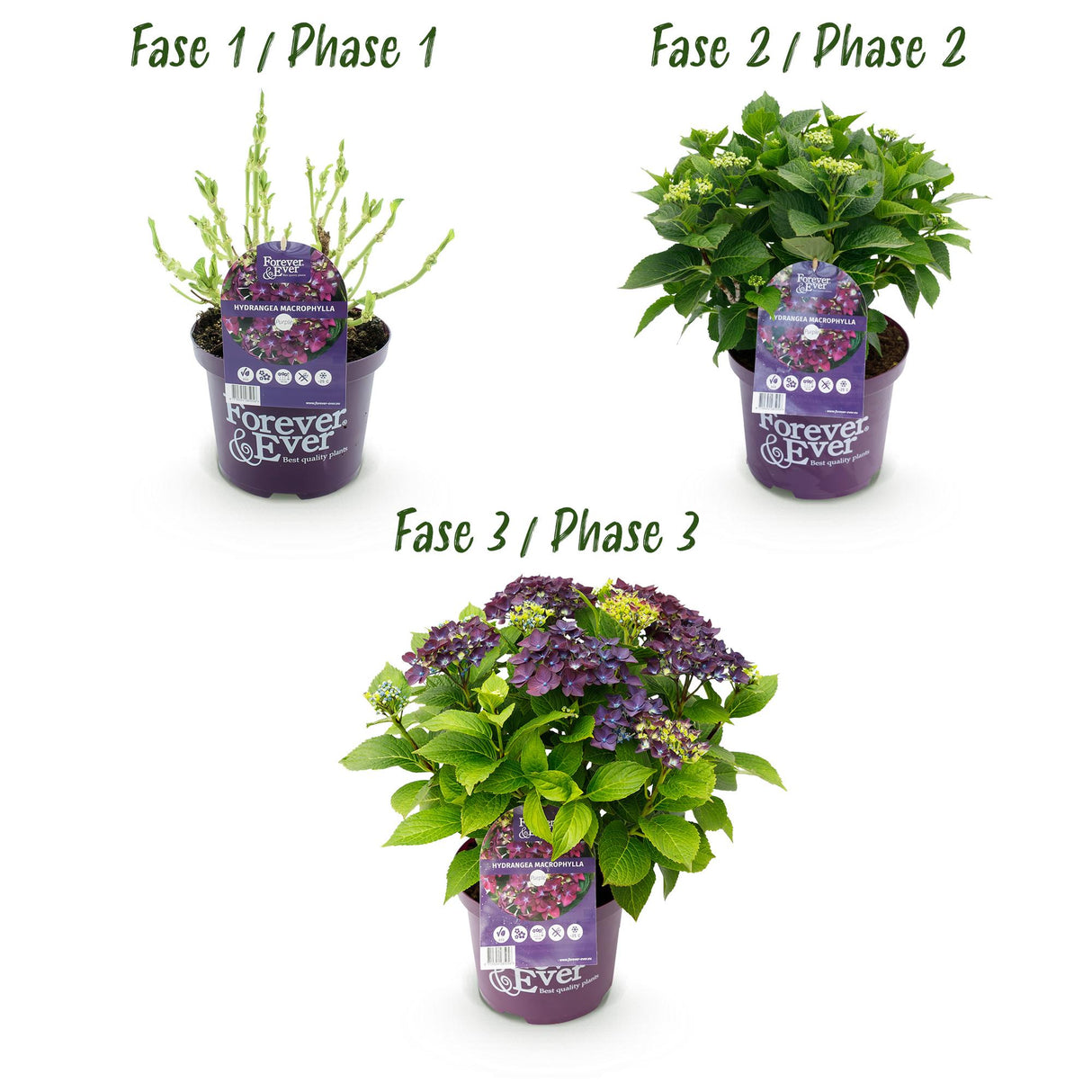 Hydrangea macrophylla Forever & Ever Purple x2