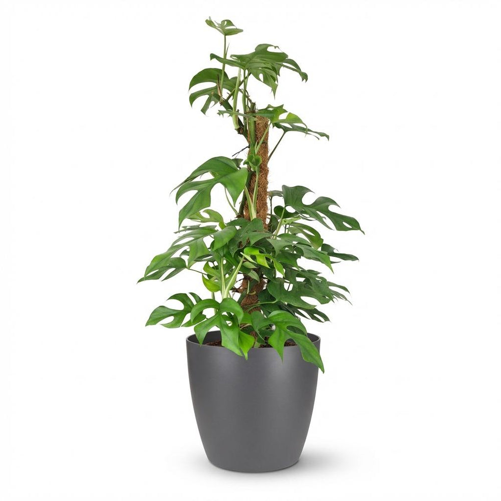 Mini Swiss Cheese Plant - Monstera Minima Moss Pole - with Grey Potter - Pot 19cm - Height 90cm