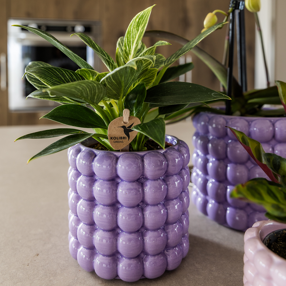 Poppy Decorative Pot - Purple - Ø9cm