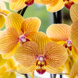 Orange Phalaenopsis Orchid Pot Size Ø12cm | Sunny Bunny | Flowering Houseplant – Fresh from the Grower