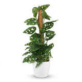 Monkey Mask - Monstera Adansonii Moss Pole - 19cm Pot - 90cm Height