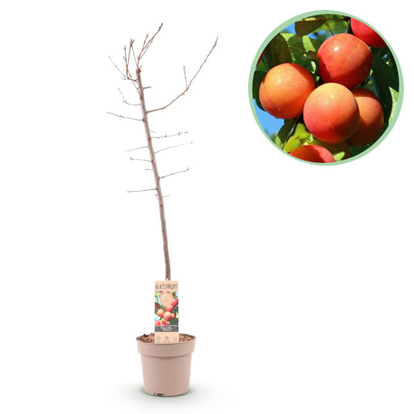 Plum Tree - Prunus domestica 'Victoria' - Red Plum