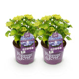 Hydrangea macrophylla Forever & Ever Blue x2