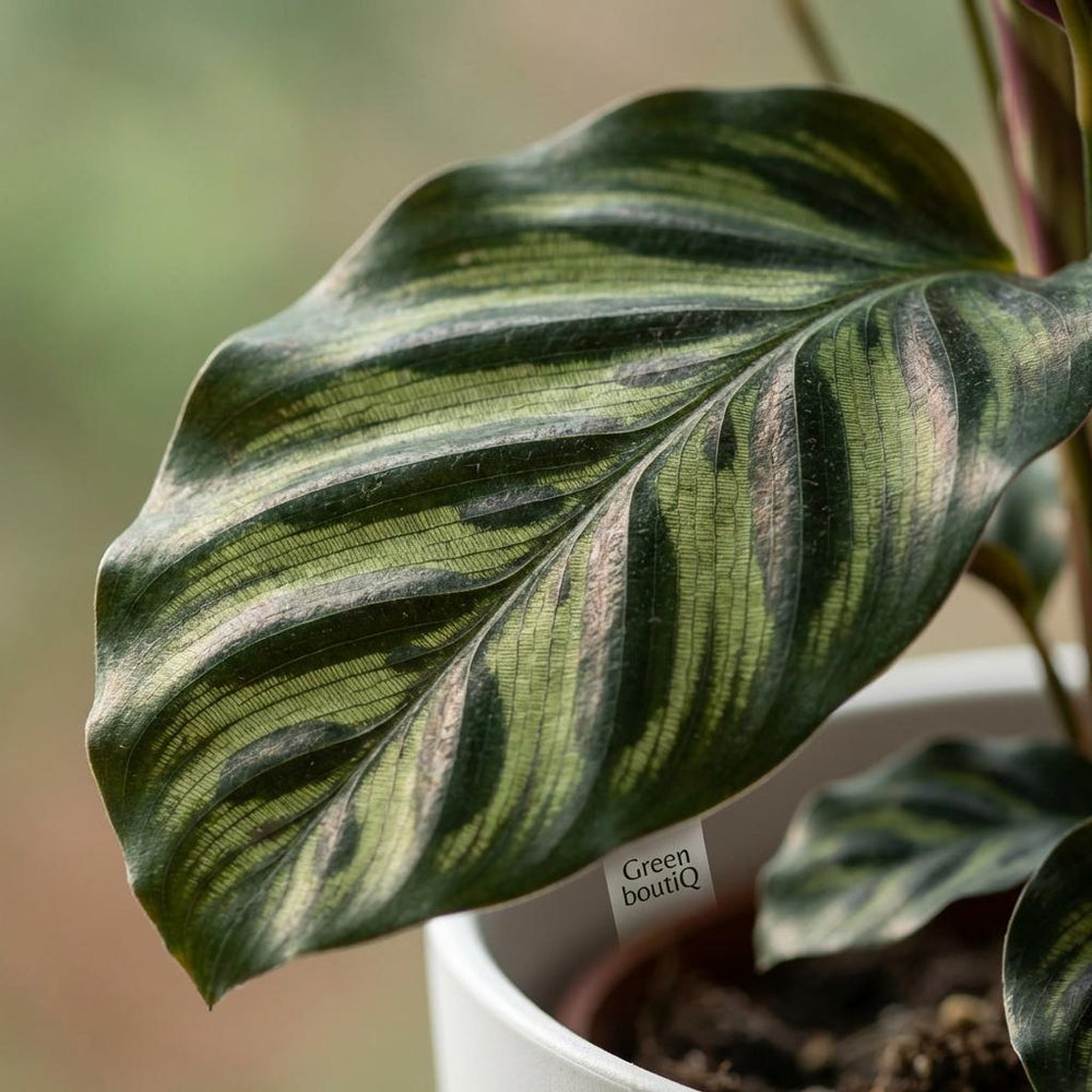 Peacock Plant - Calathea Makoyana - Green - White Pot - Pot 19cm - Height 70cm