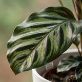 Peacock Plant - Calathea Makoyana - Green - White Pot - Pot 19cm - Height 70cm