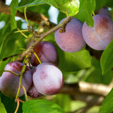 Plum tree - Prunus domestica Opal - Yellow Red Fruit