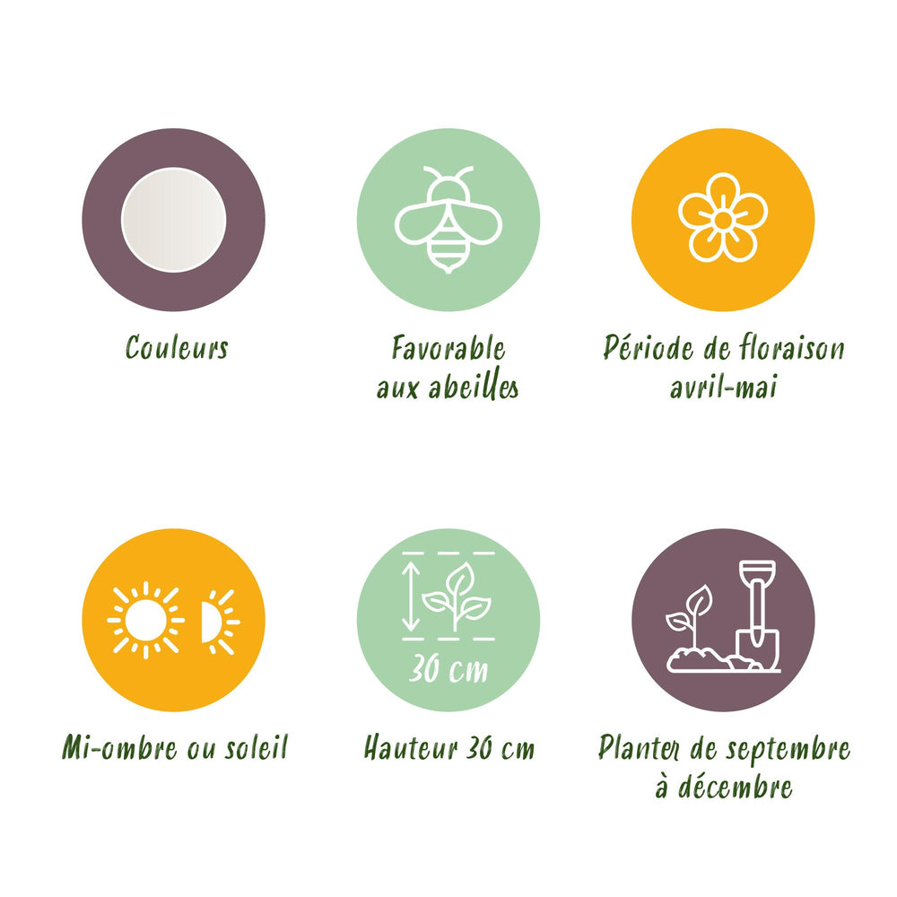 Leucojum Aestivum - Kleur Wit - 20 stuks - Bolmaat 8/9 - XXL Pack