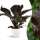 Philodendron - Philodendron Imperial Red - Pot 19cm - Height 60cm