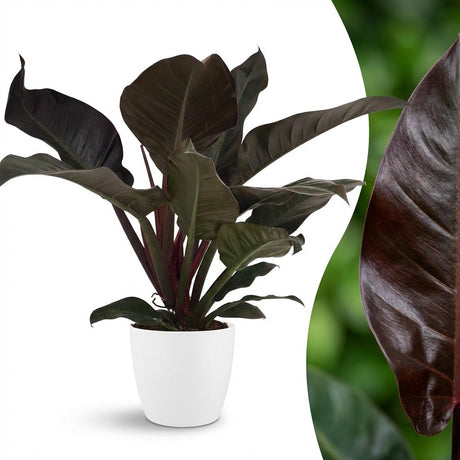 Philodendron - Philodendron Imperial Red - Pot 19cm - Height 60cm