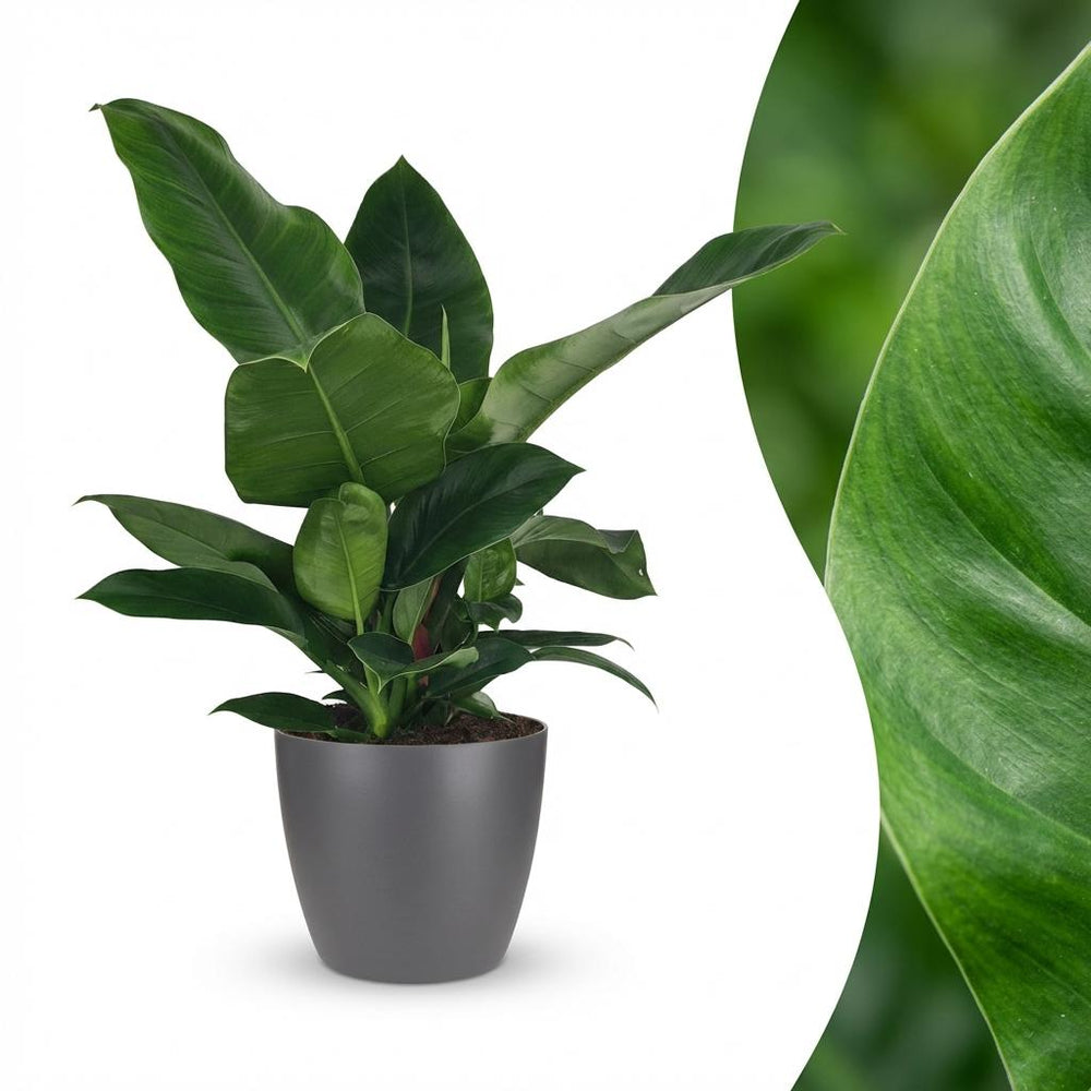 Philodendron - Philodendron Imperial Green - Topf 19cm - Höhe 65cm