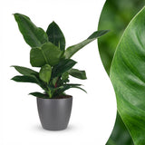 Philodendron - Philodendron Imperial Green - Topf 19cm - Höhe 65cm