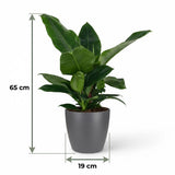 Philodendron - Philodendron Imperial Green - Topf 19cm - Höhe 65cm