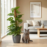 Monkey Mask - Monstera Adansonii Moss Pole - Green - Pot 19cm - Height 90cm