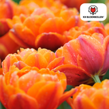Orange Double-Flowered Tulip – Full, Warm & Eye-Catching – For Garden or Pot – Size 11/12 – Tulip Bulbs Icon – 20 Pieces