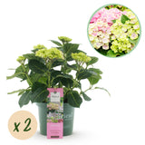 Hydrangea Magical Jewel Pink x2