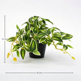 Tradescantia Grün/Weiß im Topf - 19 cm - Kunstpflanze