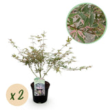 Acer palmatum Iyoshi x2
