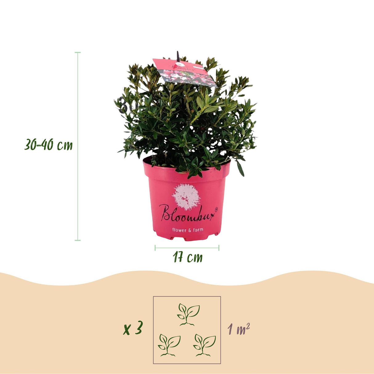 Zwergrhododendron - Rhododendron Bloombux Magenta - Blühender Buxus - Wenig Pflege - Rosa Blüte - 2 Pflanzen - Topf 17cm - Höhe 30-40cm