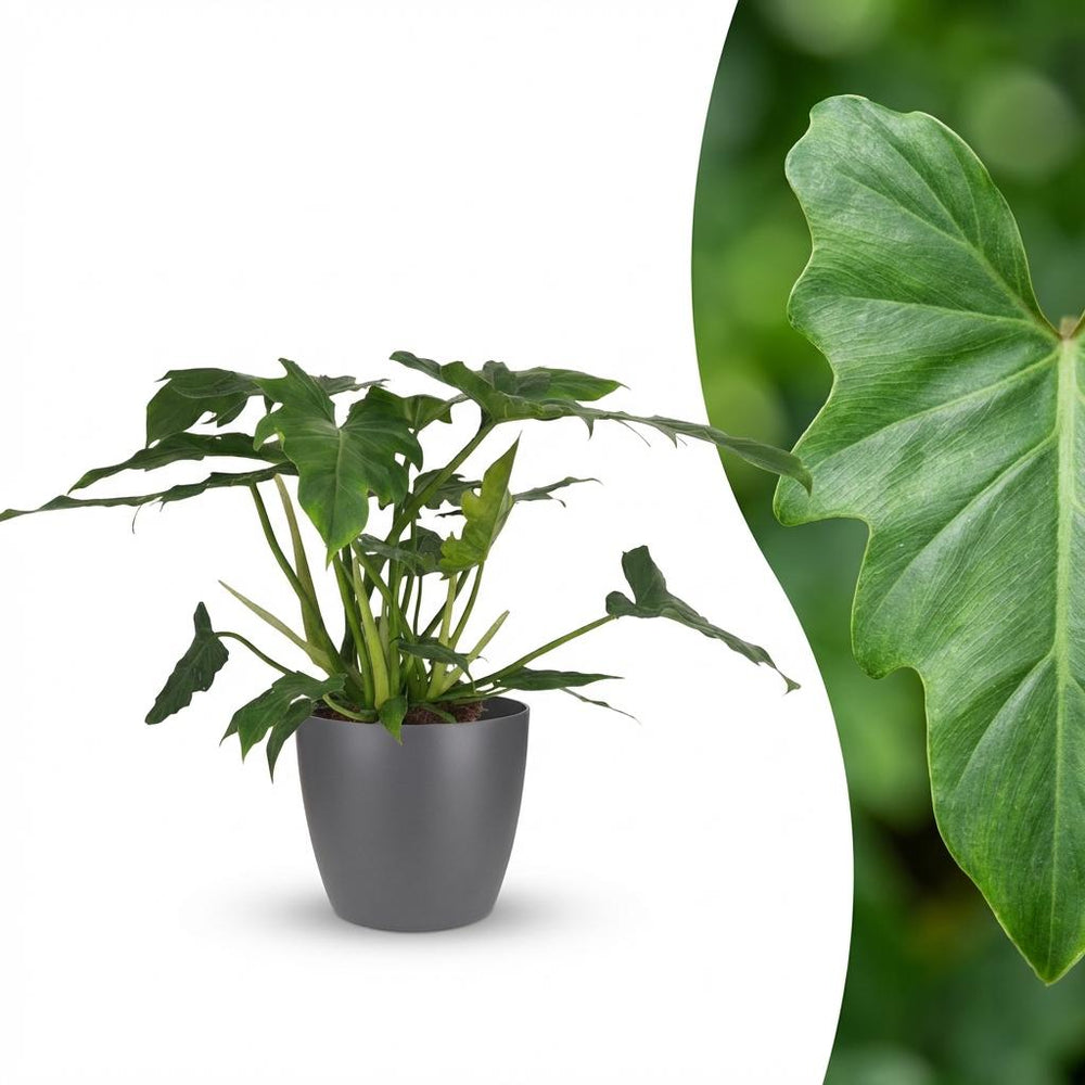 Philodendron - Philodendron Lacerum - Green - Pot 19cm - Height 65cm