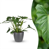 Philodendron - Philodendron Lacerum - Green - Pot 19cm - Height 65cm