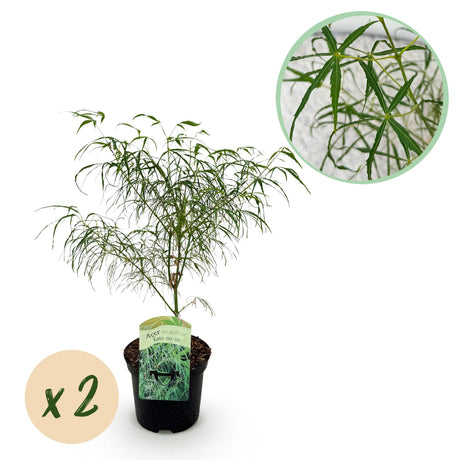 Acer palmatum Koto-no-ito x2