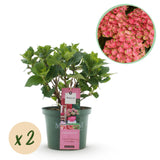 Hydrangea Magical Green Fire x2