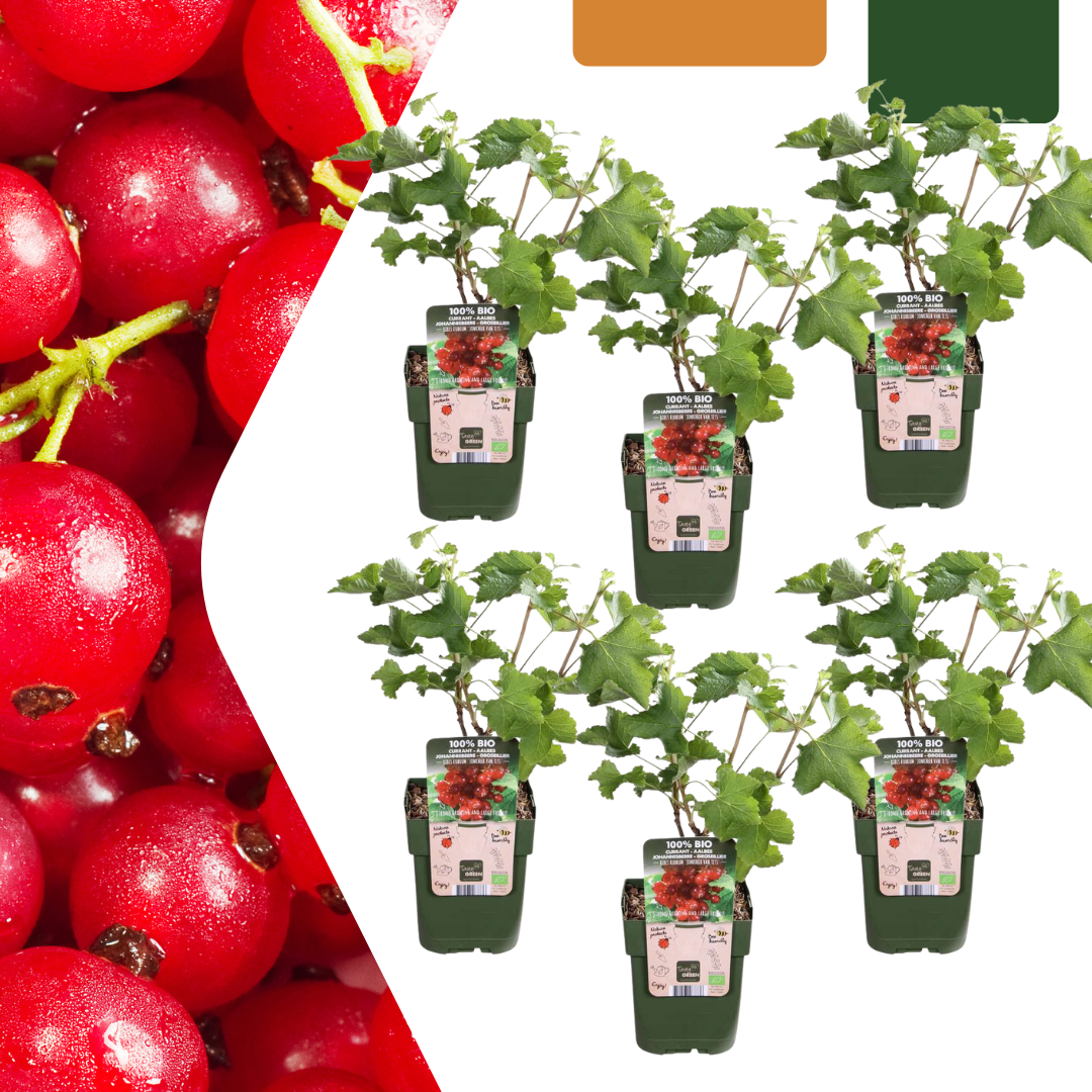 6 x Organic Gooseberry Plants – Ø 13 cm – ↨ 20 cm