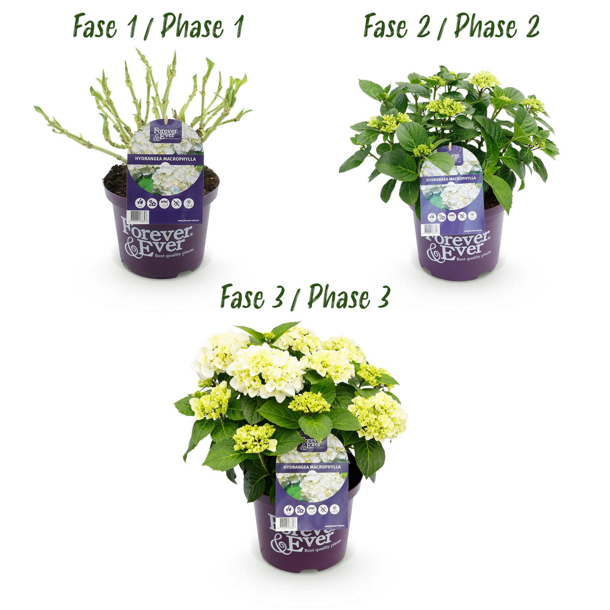 Hydrangea macrophylla Forever & Ever White x2