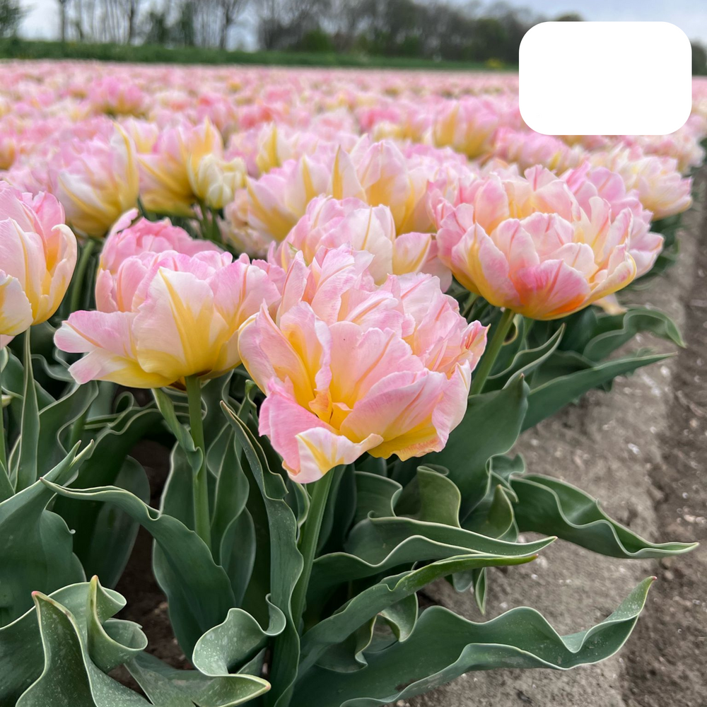 Pink Double-Flowered Tulip / Pot – Size 11/12 x 20