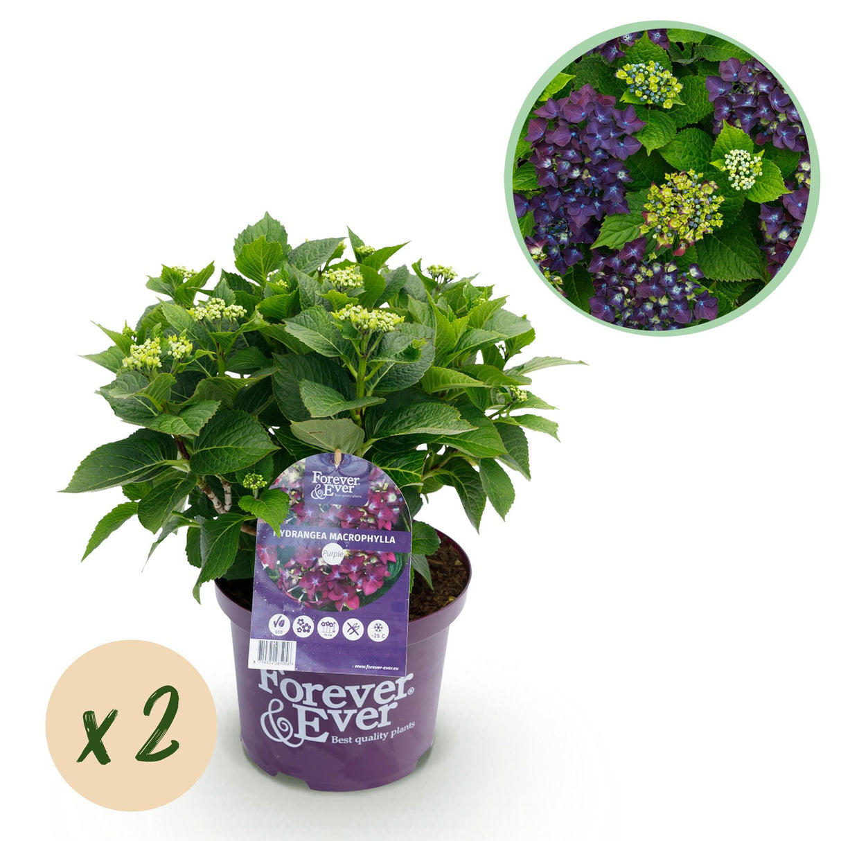 Hydrangea macrophylla Forever & Ever Purple x2