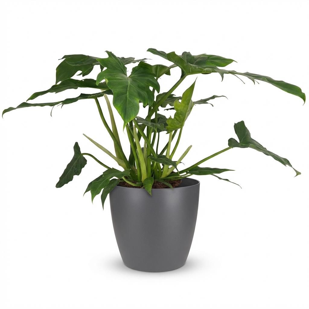 Philodendron - Philodendron Lacerum - Green - Pot 19cm - Height 65cm